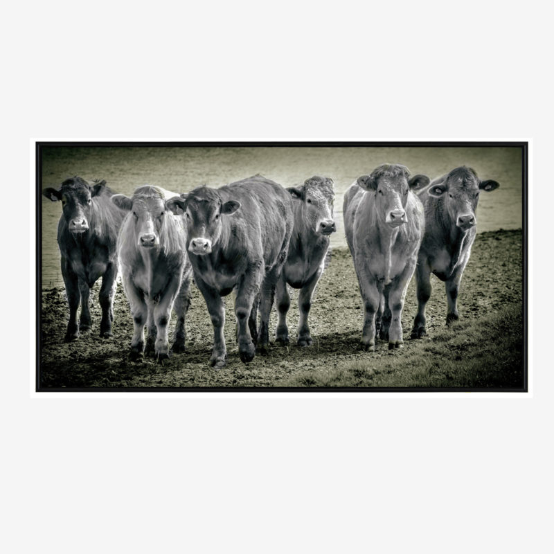 Six Pack Cow Canvas